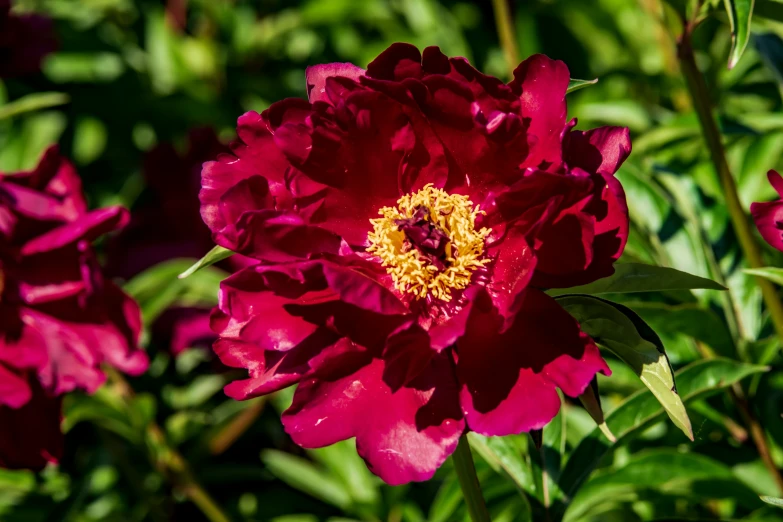 pink flowers in bloom with a yellow center