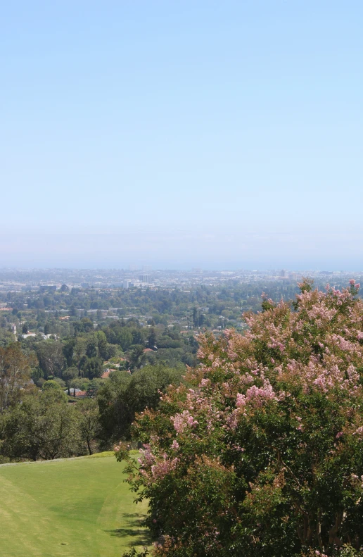 a park with lush green grass, pink flowers and a view of trees