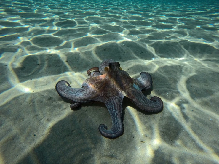 an octo sits on the sand under water