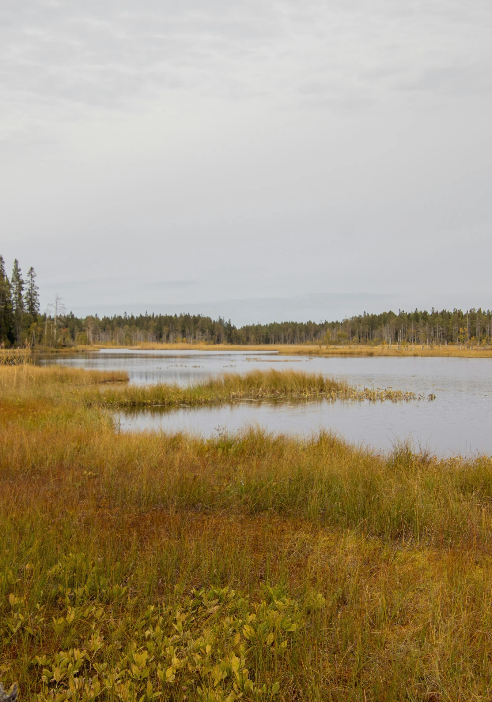 the view of a flooded field with grass and trees