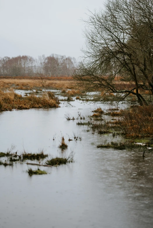 an area with low water levels with several ducks in it