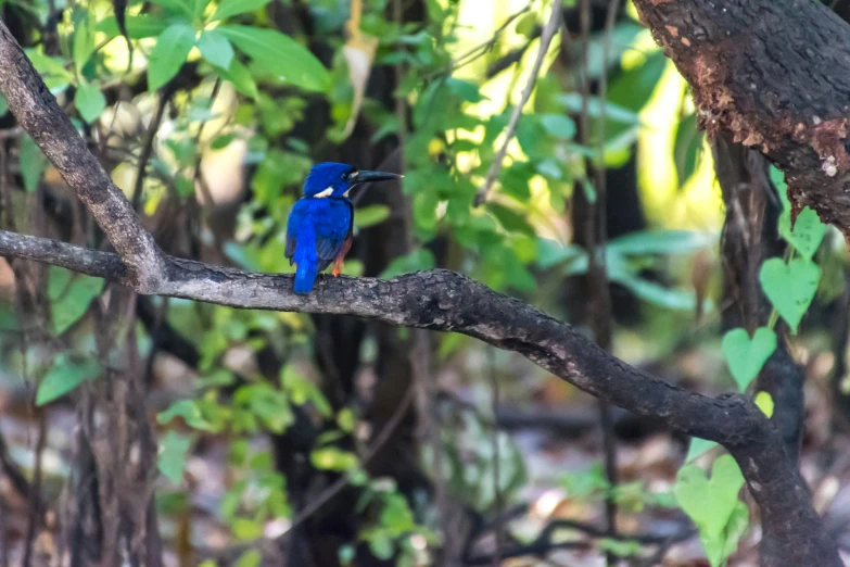 blue bird perched on the nch in a forest