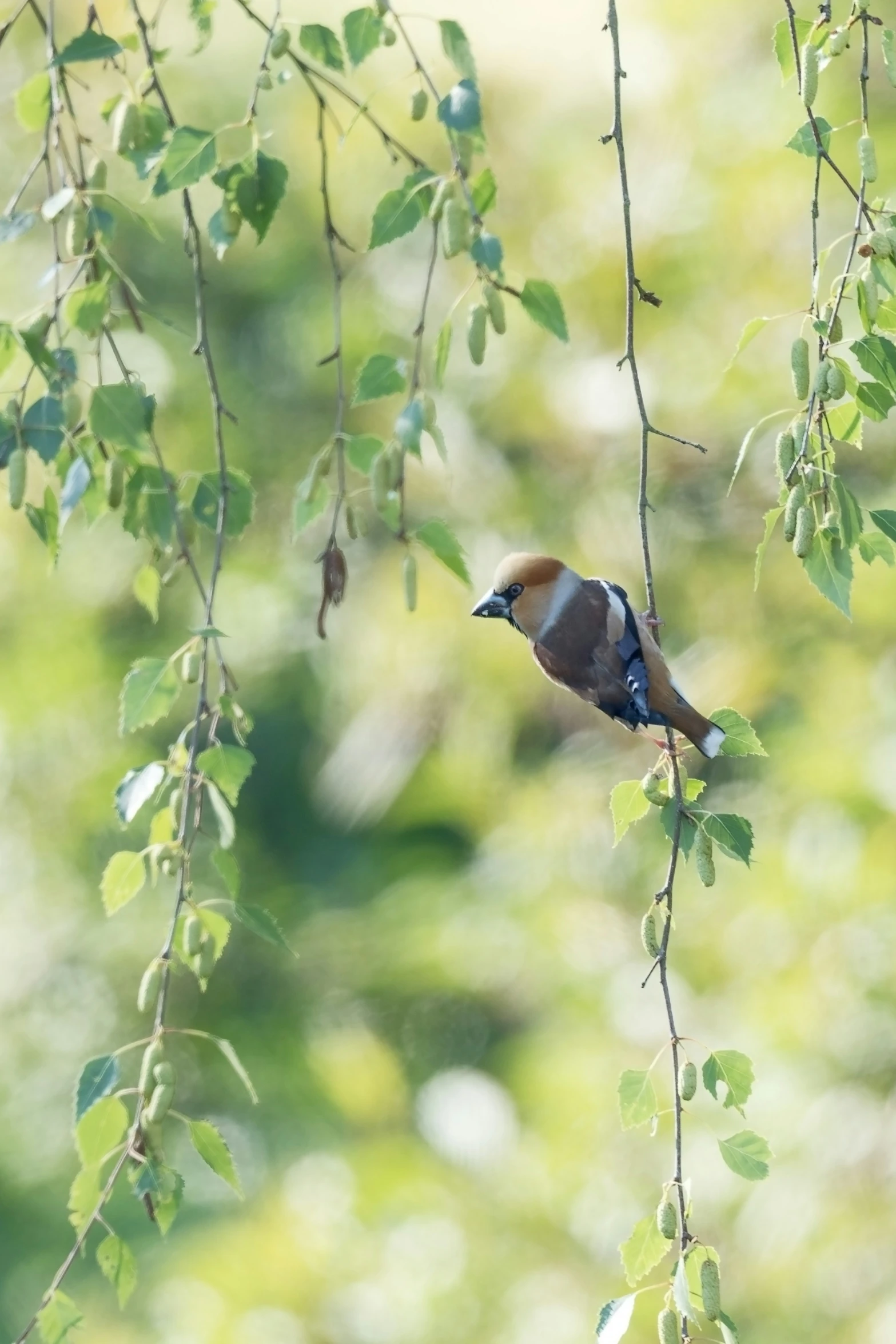 a small bird sits on top of a nch with leaves