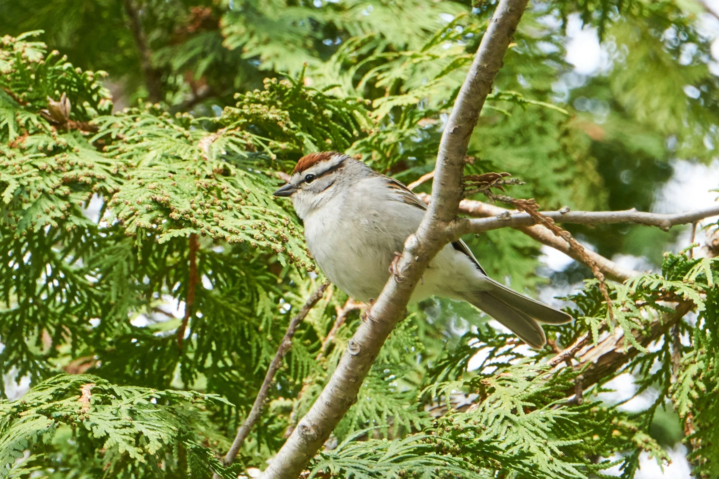 small gray bird perched in a green tree nch