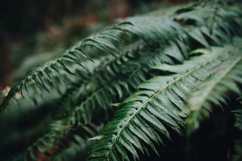 some green plants that are sitting in the grass