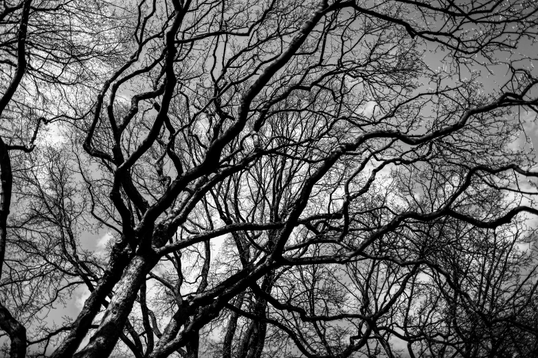 an image of trees with no leaves