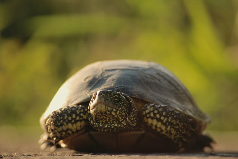 a turtle is walking on some pavement in the sun