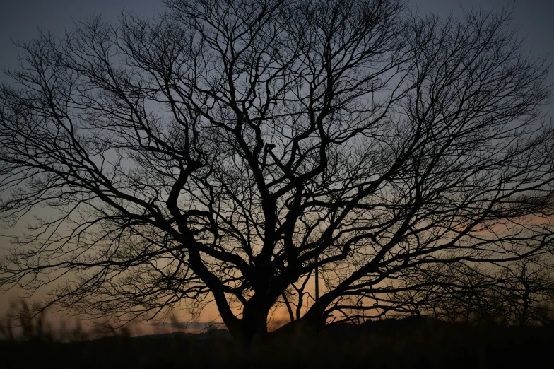 an image of a tree that is without leaves