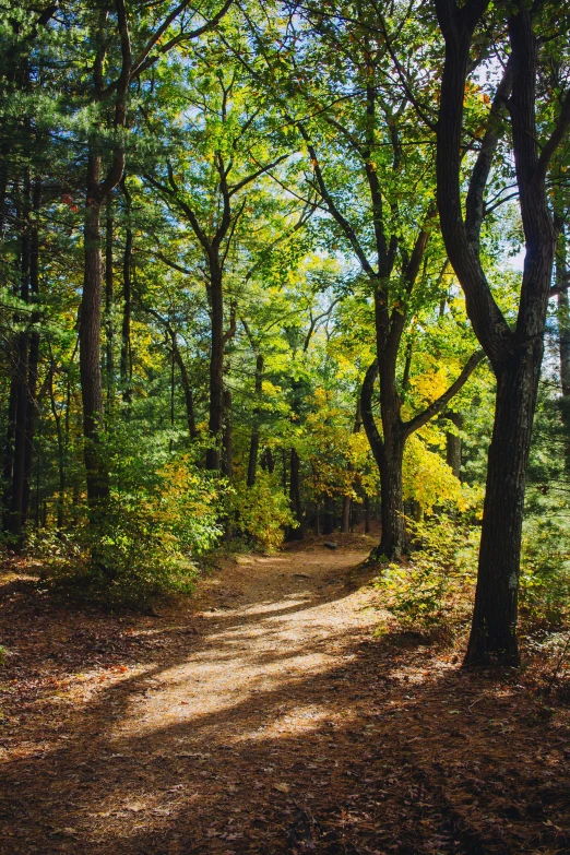 a trail running through a forest with lots of trees on the side