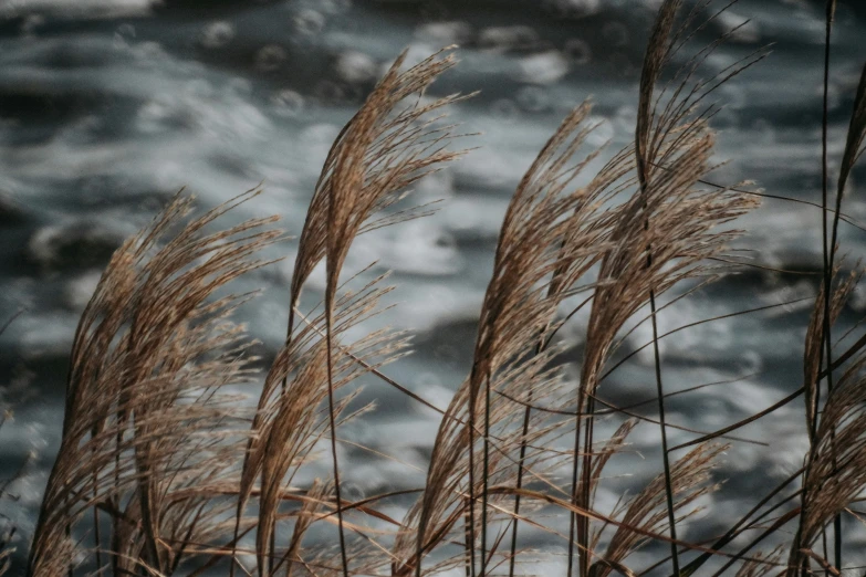 the grass is blowing in the wind on the beach