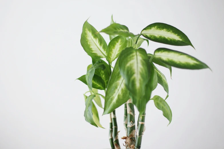 a green plant on a table next to white wall