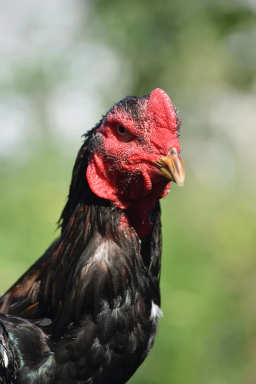 close up po of a colorful rooster with long black feathers