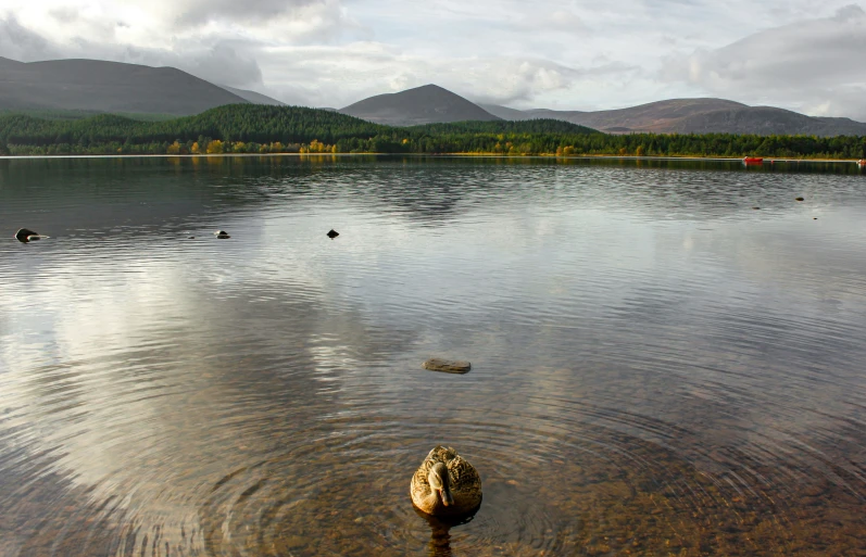 a rocky shore with several small lake rocks