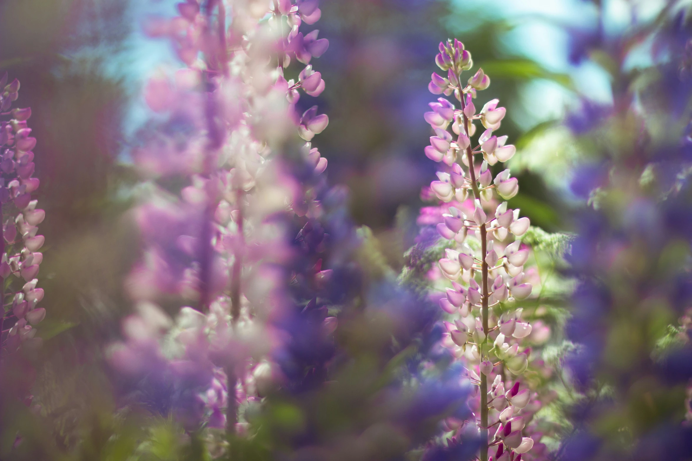 a field with purple and green flowers on it