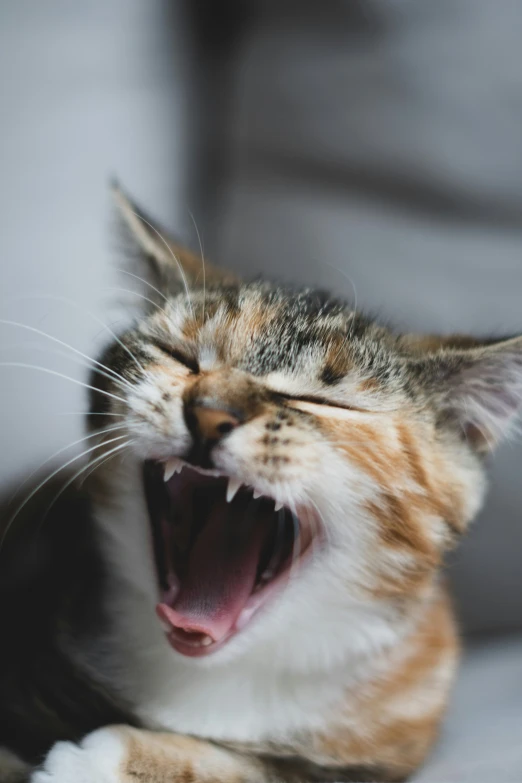 an orange cat with its mouth open and its mouth wide open with teeth closed