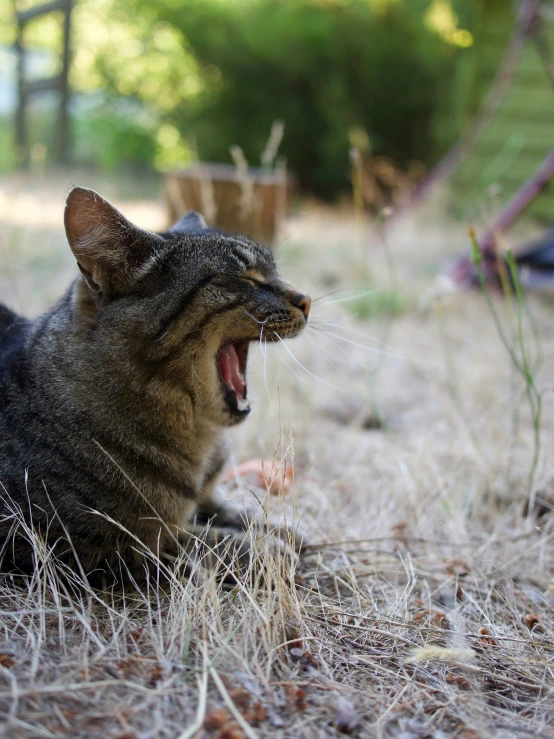 a cat yawns with its mouth wide open