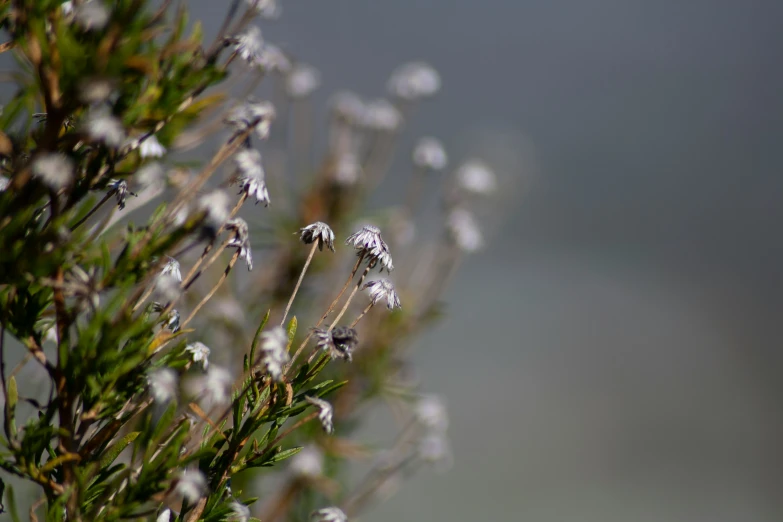 a close up of a plant with white flowers