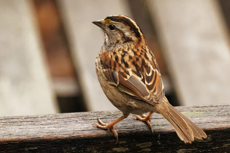 a bird that is sitting on top of a wooden post