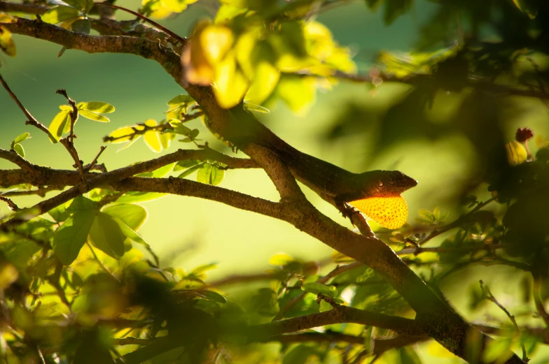 a bird perched on a tree nch in the forest