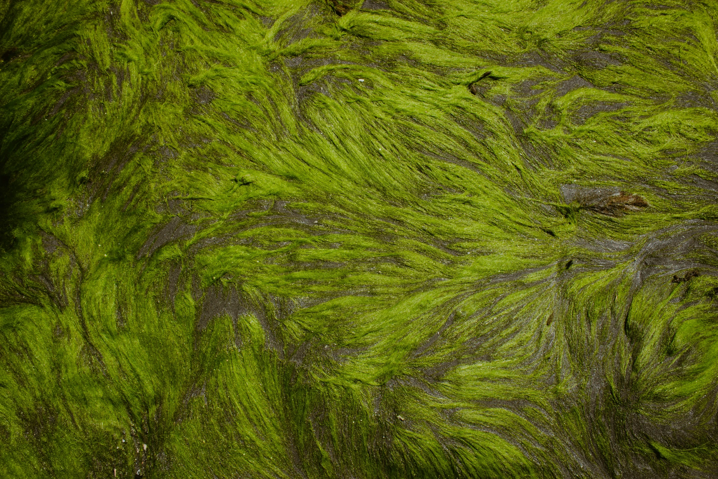 a closeup of green moss growing on the side of a hill