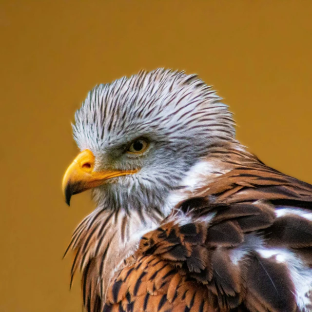 a close up of a bird of prey on a tree