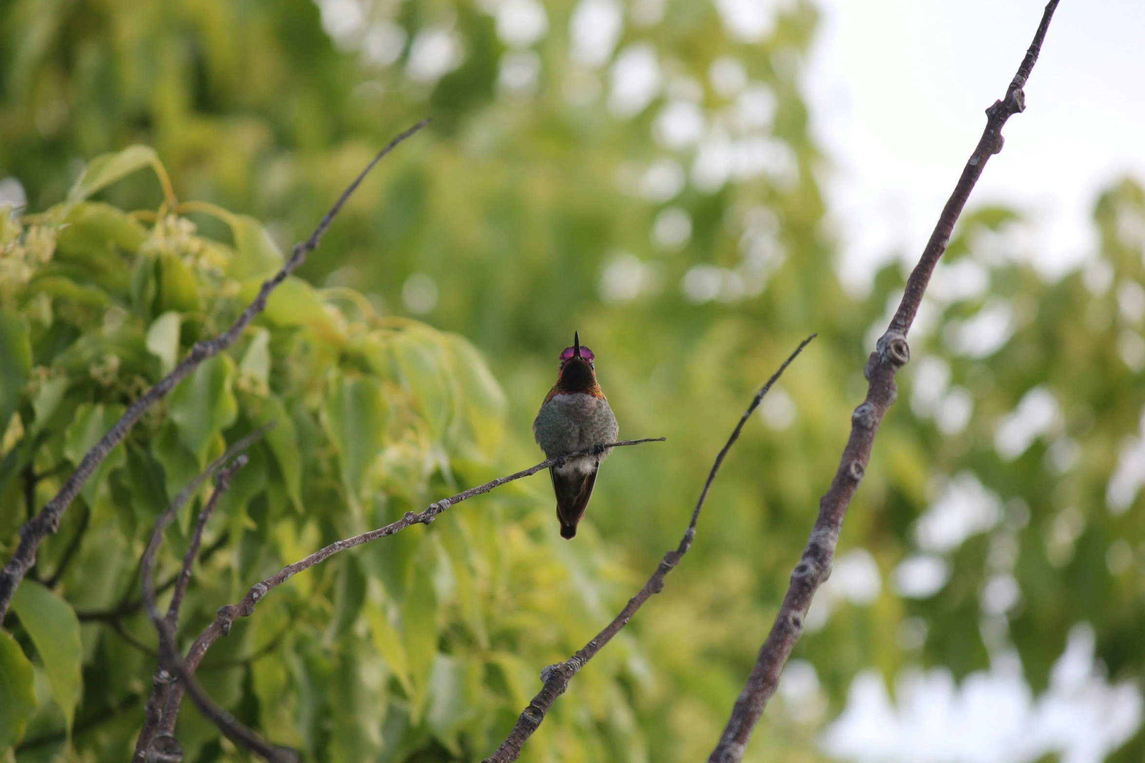 the little bird is sitting on the tree limb