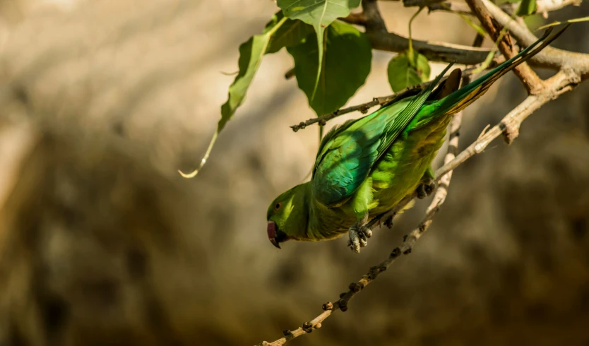 a green and black bird is sitting on the tree