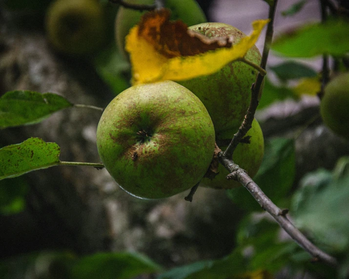 two green apples on a nch in an orchard