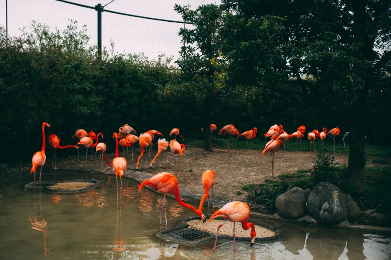 a flock of flamingos is standing in a water hole