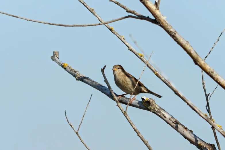 birds sitting on top of the tree nches