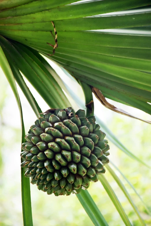 a cluster of green fruit sitting on top of a palm tree