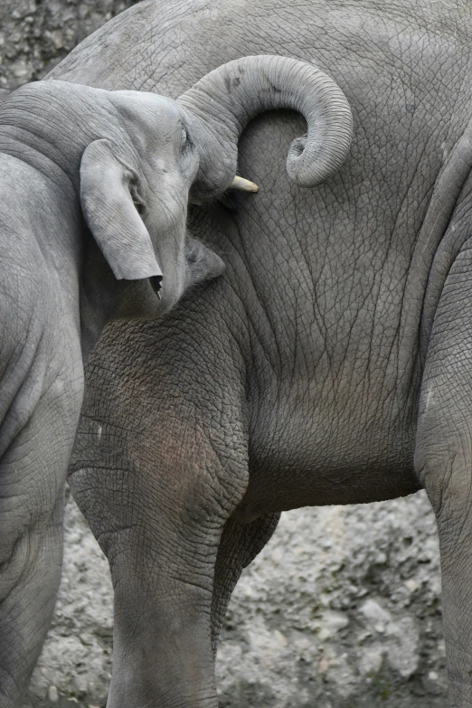 an adult elephant with a baby elephant standing next to each other