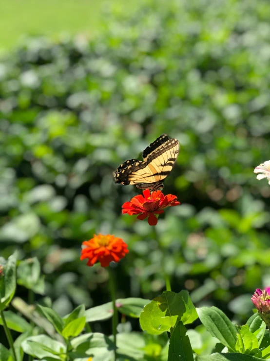 a monarch erfly on some red and pink flowers