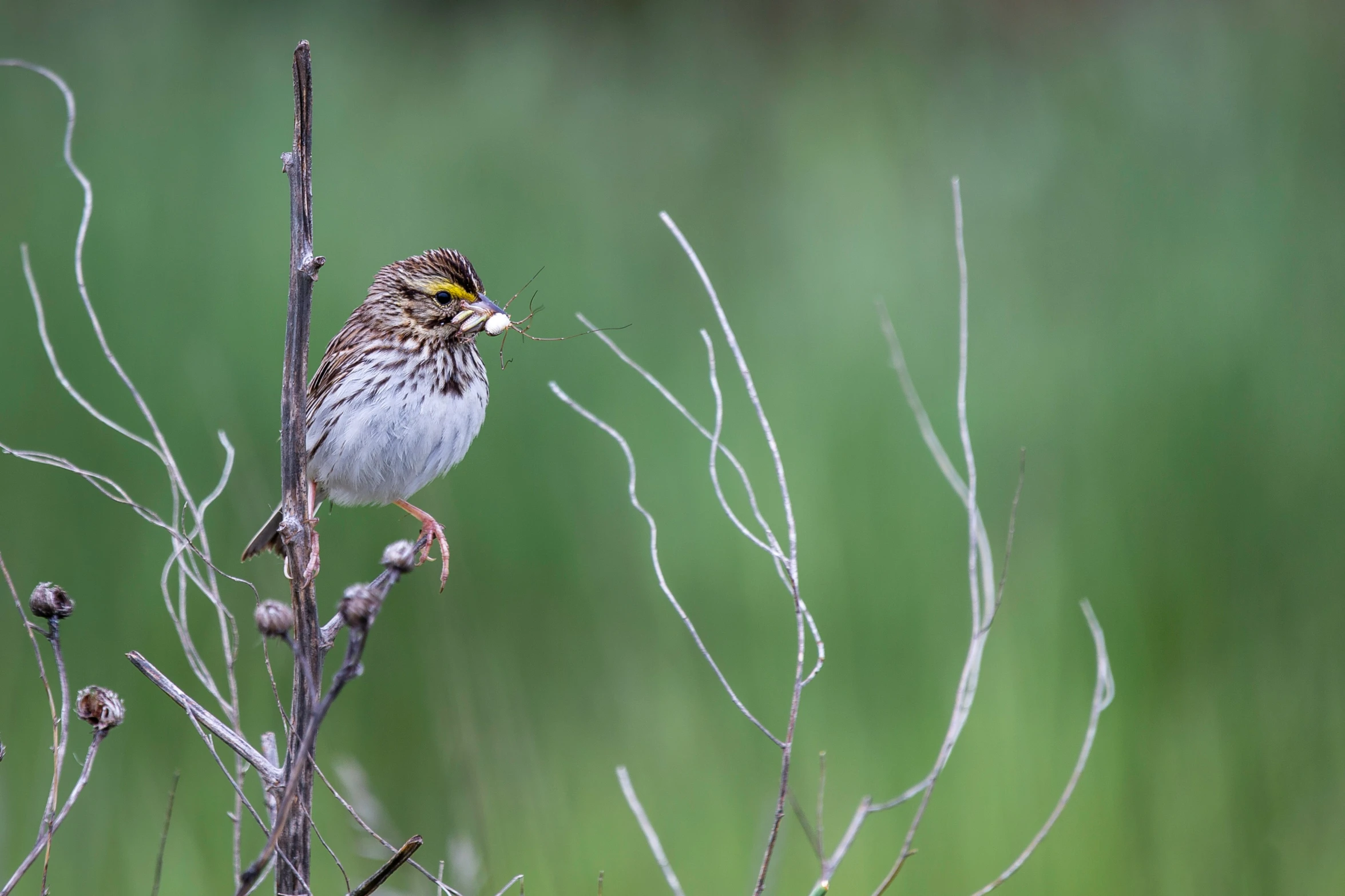 a small bird sitting on top of a plant