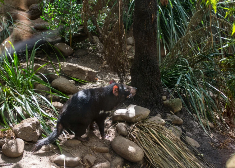 an animal standing on a bed of rocks next to a tree