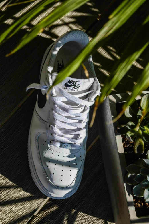 a shoe on a wooden platform with plant life