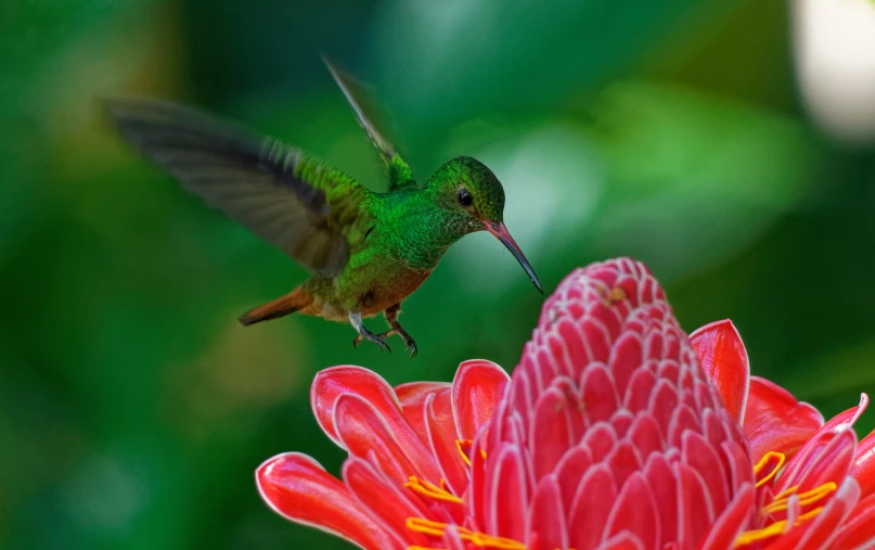 a hummingbird drinking nectar from a bright flower