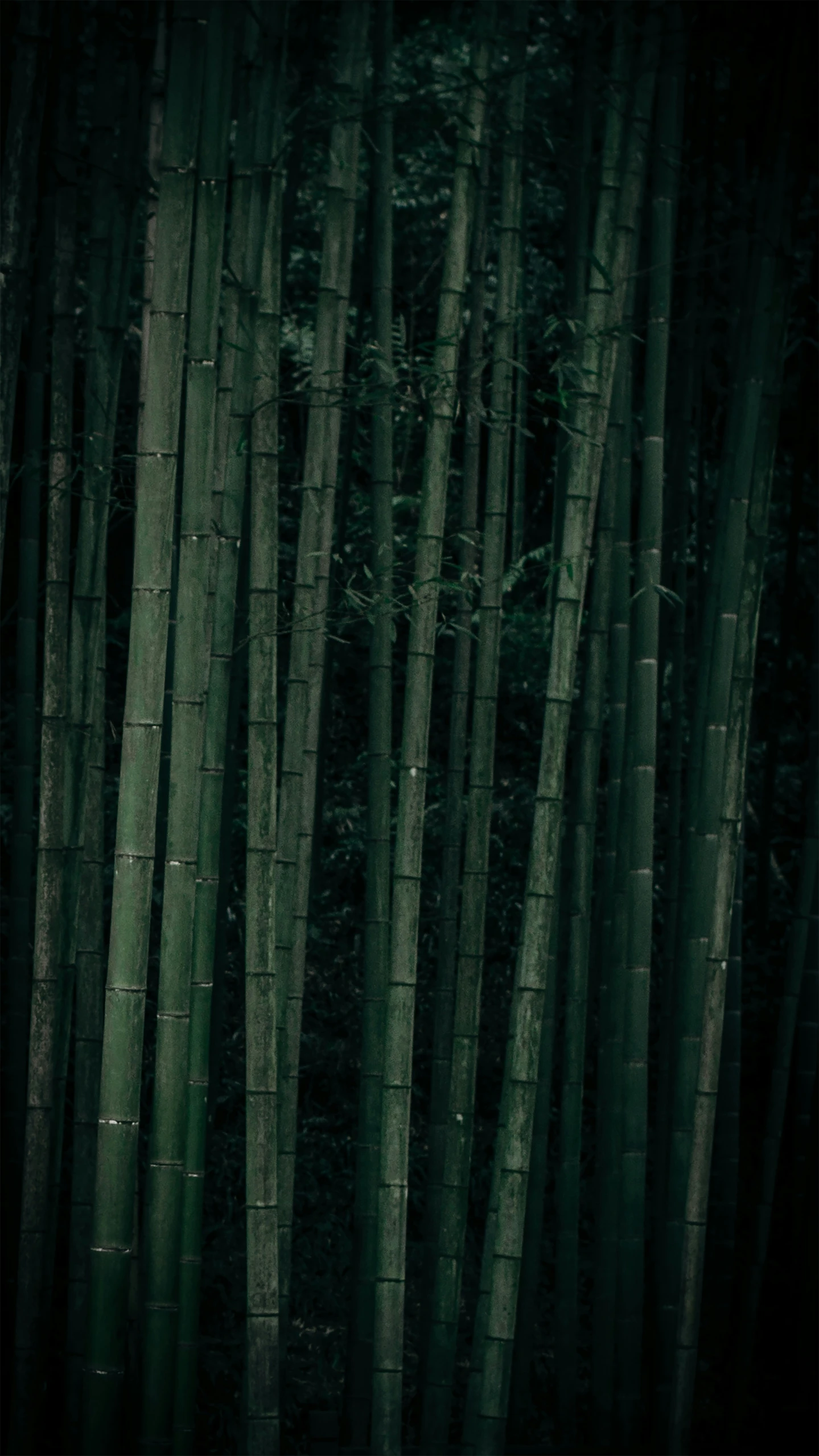 some green bamboo trees in a dark forest