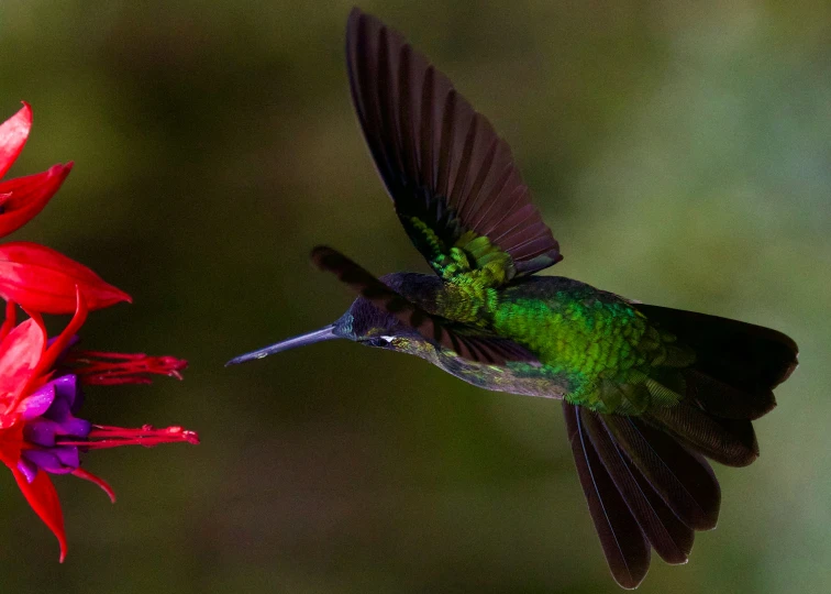 a small hummingbird is in mid flight with red flowers