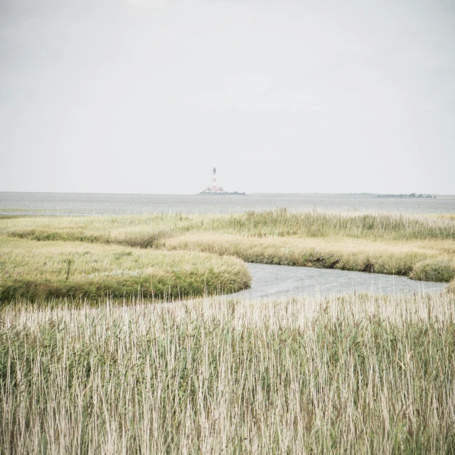 grass is growing on the shore in front of a light house