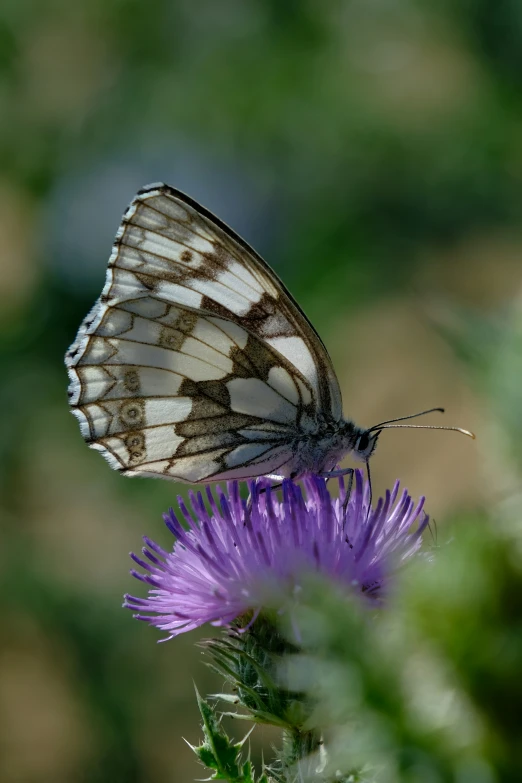 a large erfly is sitting on a purple flower