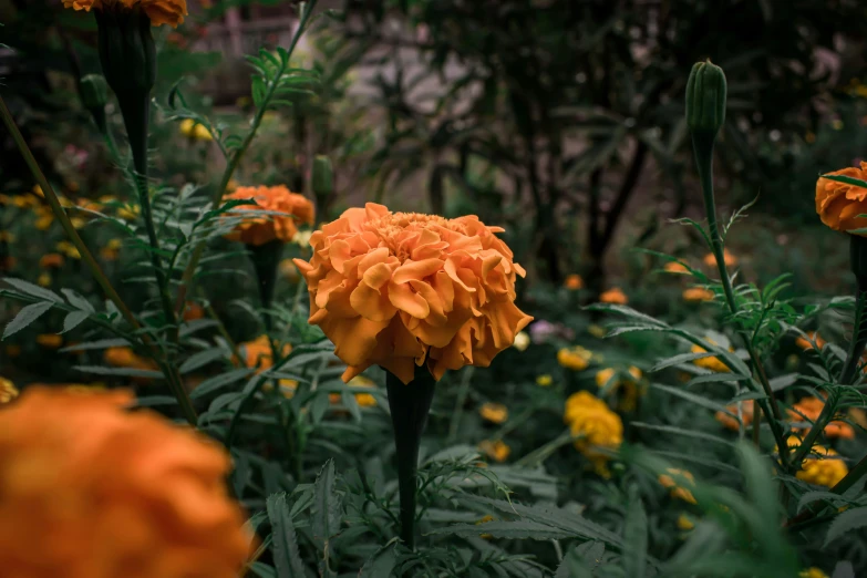 an orange flower stands in the middle of green foliage