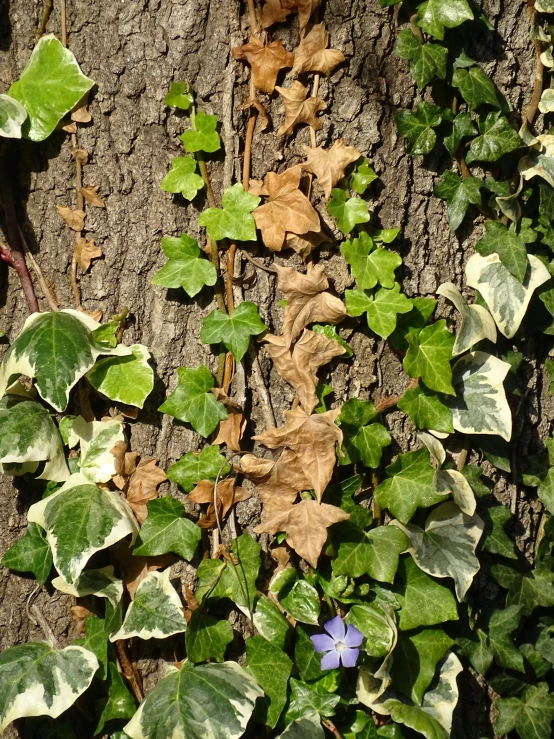 the leaves are covering the bark of a tree