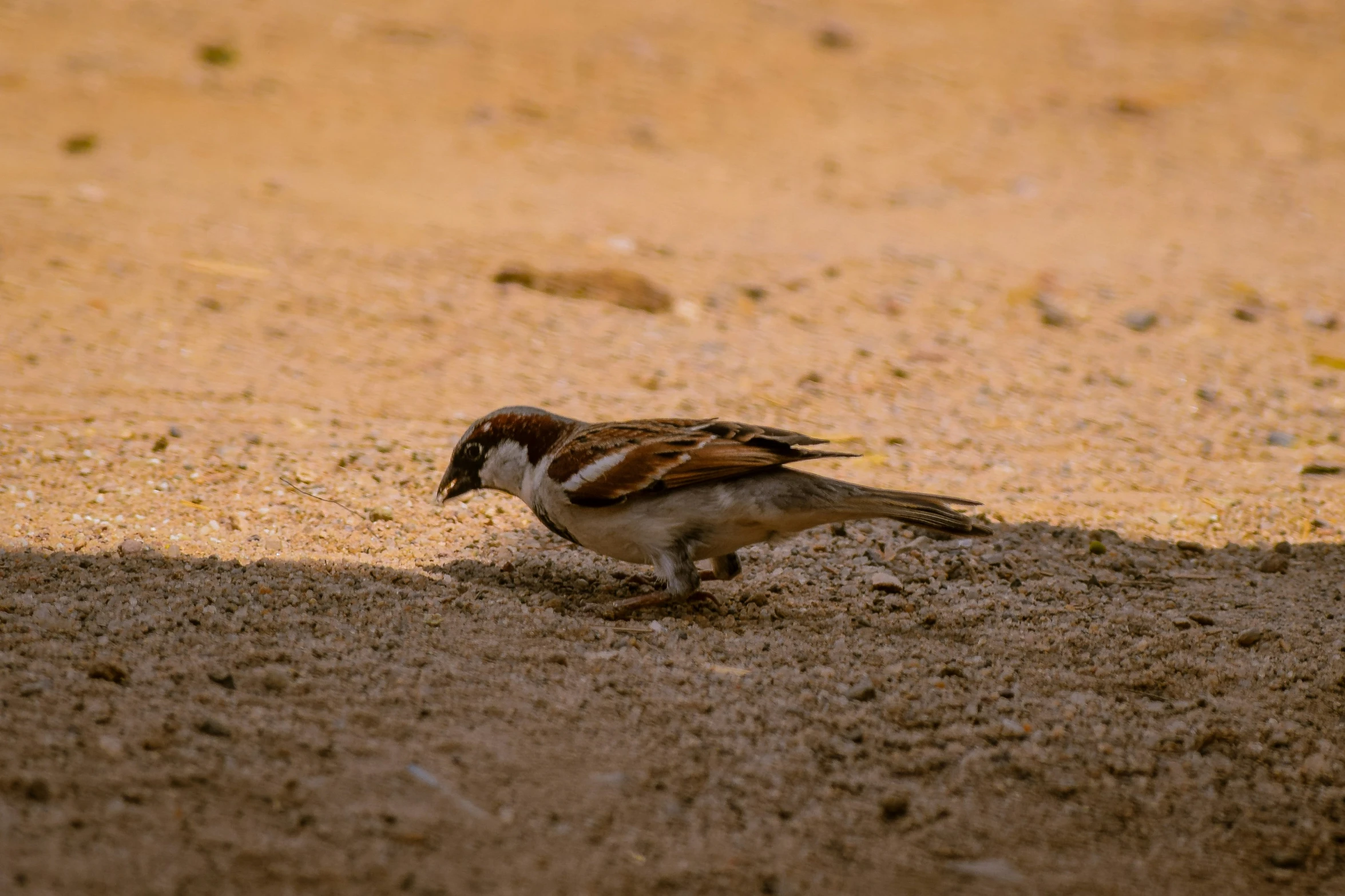 there is a small bird walking on the ground