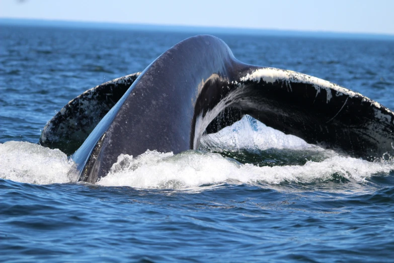 a large humpback whale is blowing out of the water