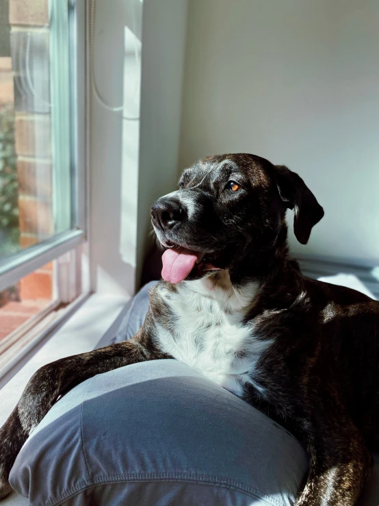 a close up of a dog laying on a pillow