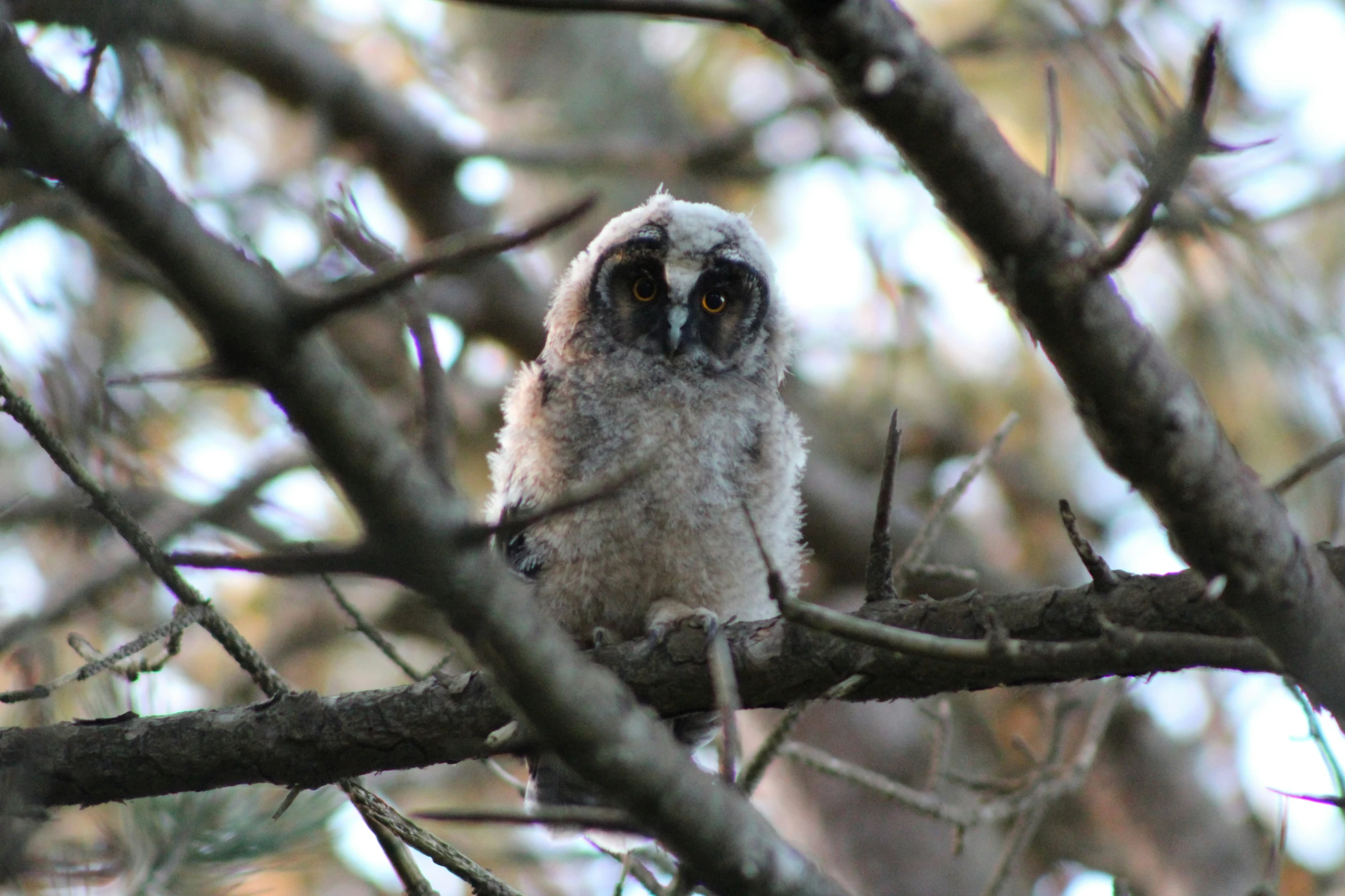 an owl is perched on a nch with a blurry background