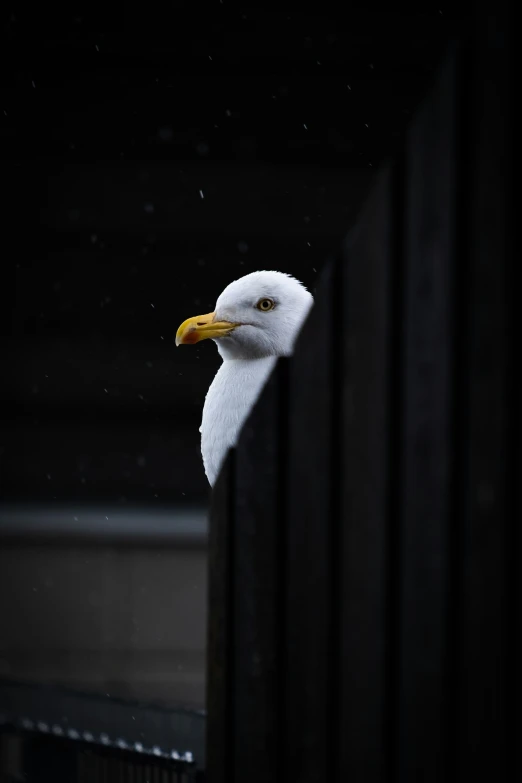 there is a white bird with yellow beak