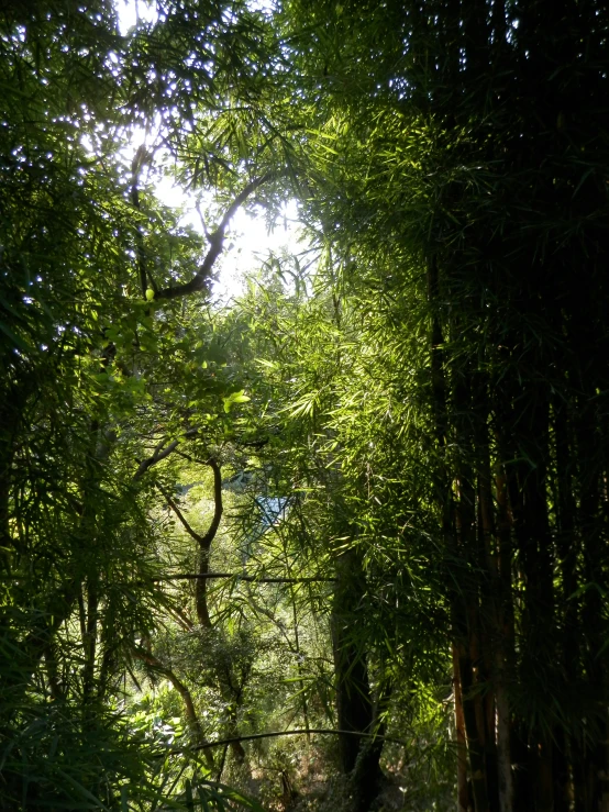 this is the view from the woods looking through the gate