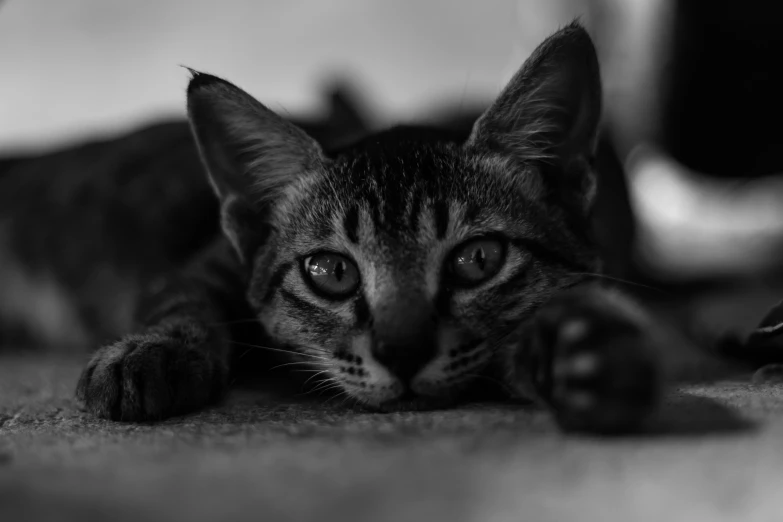 a small tabby cat is laying down